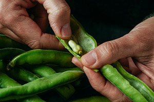 a man takes some broad beans out of its pod, a Photo by Nito