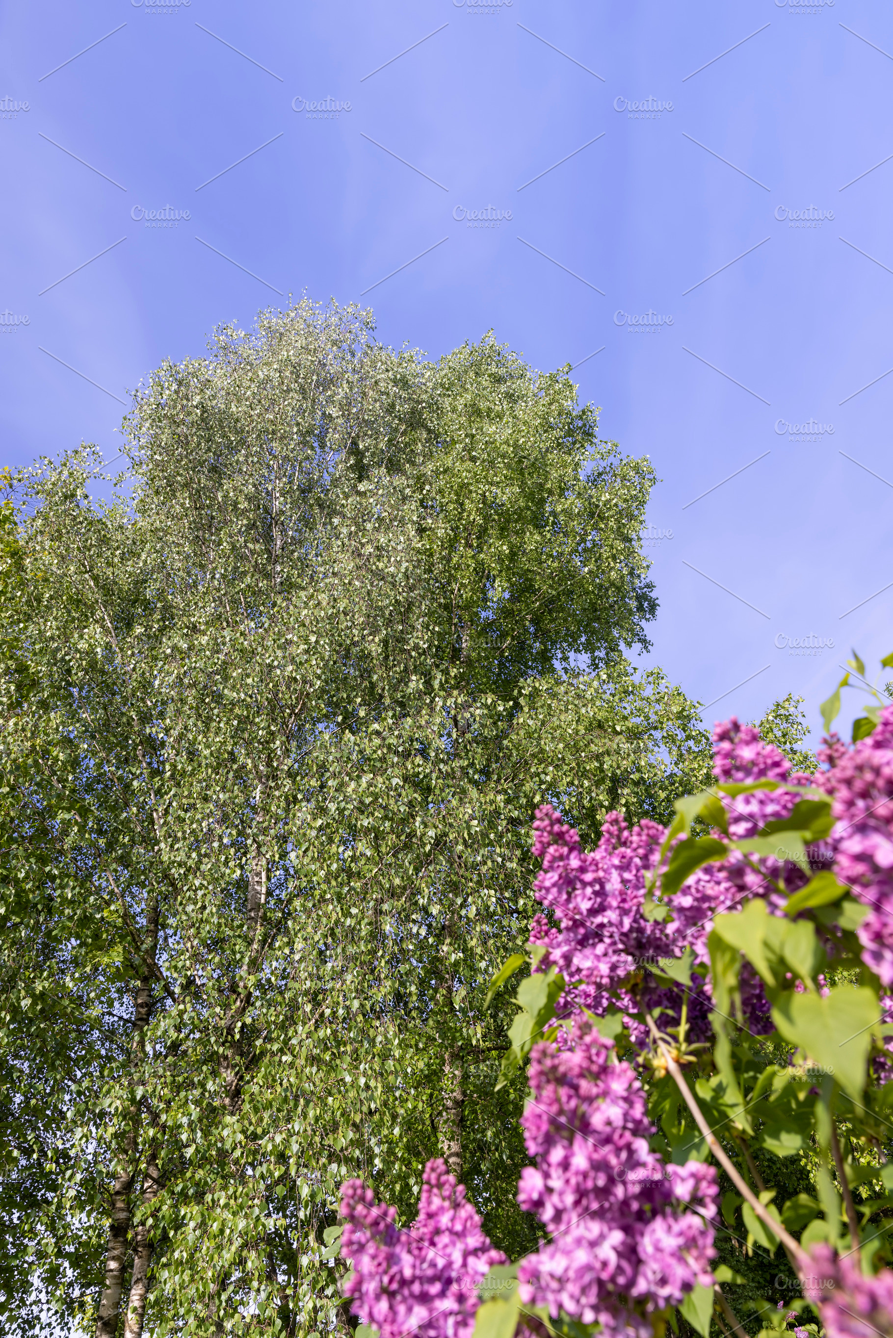 birch trees in spring against a blue sky, a park with tall birches in the dayti, a Photo by rsoollAI
