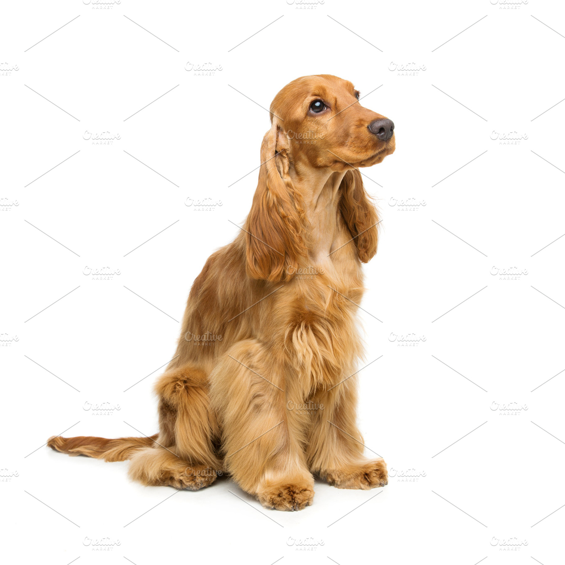 Beautiful english cocker spaniel containing isolated, pet, and canine, an Animal Photo by Sweet Studio