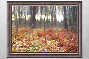 Autumn nature photography set, a Nature Photo by pictures for you (Thumbnail 16 of 22)