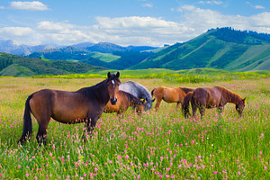 The herd of horses is grazed 