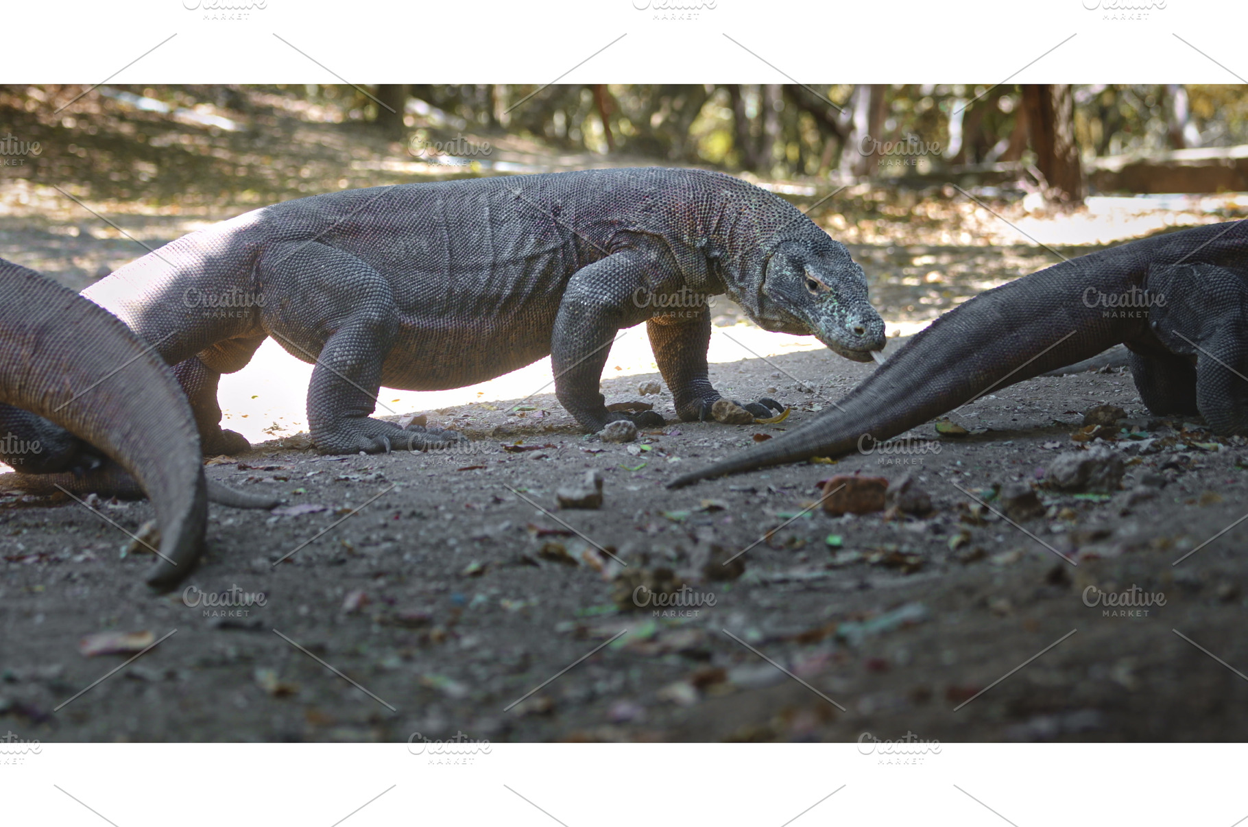 Komodo dragons walking in Komodo, an Animal Photo by Goinyk