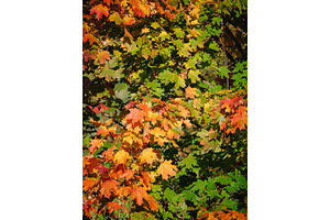 Vertical bright autumn maple tree