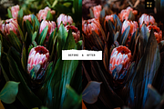 Deep Coral 4 Lightroom Preset Bundle, a Preset Add-On by SHOOM HOUSE (Thumbnail 4 of 9)