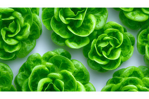 A crisp and vibrant fresh lettuce, a Background Photo by ZinetroN
