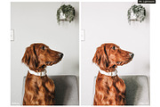World of Pets Dogs Lightroom Presets, a Preset Add-On by HappyNews (Thumbnail 5 of 7)
