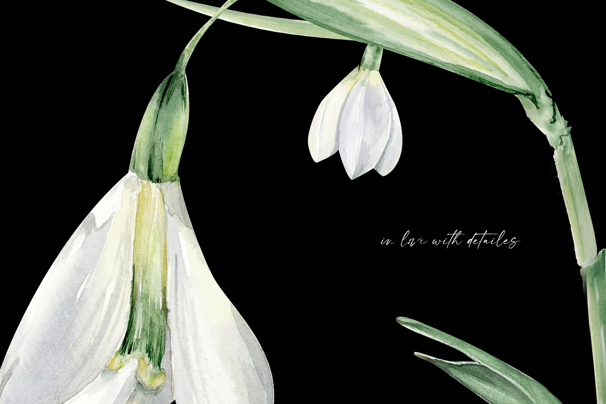 Watercolor Snowdrops, an Object Illustration by Olga Koelsch (Photo 5 of 8)