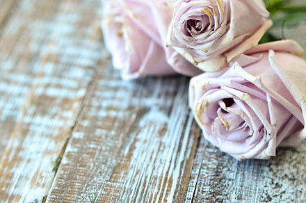 Jumbo roses on shabby wood stock photo containing background and beautiful, a Nature Photo by Coral Antler