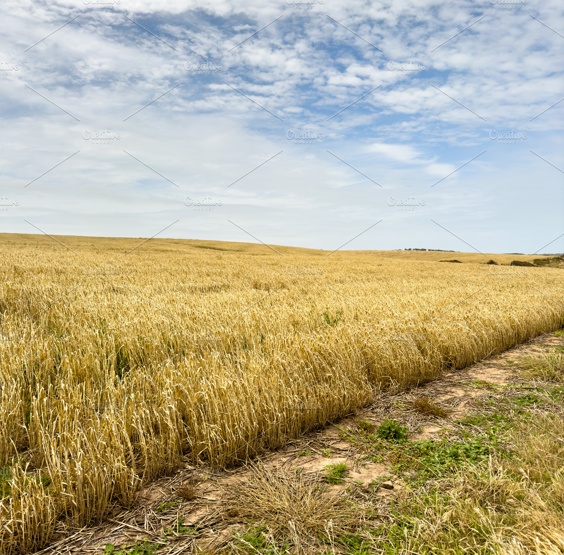 Grain Fields South Australia, a Nature Photo by THP Creative