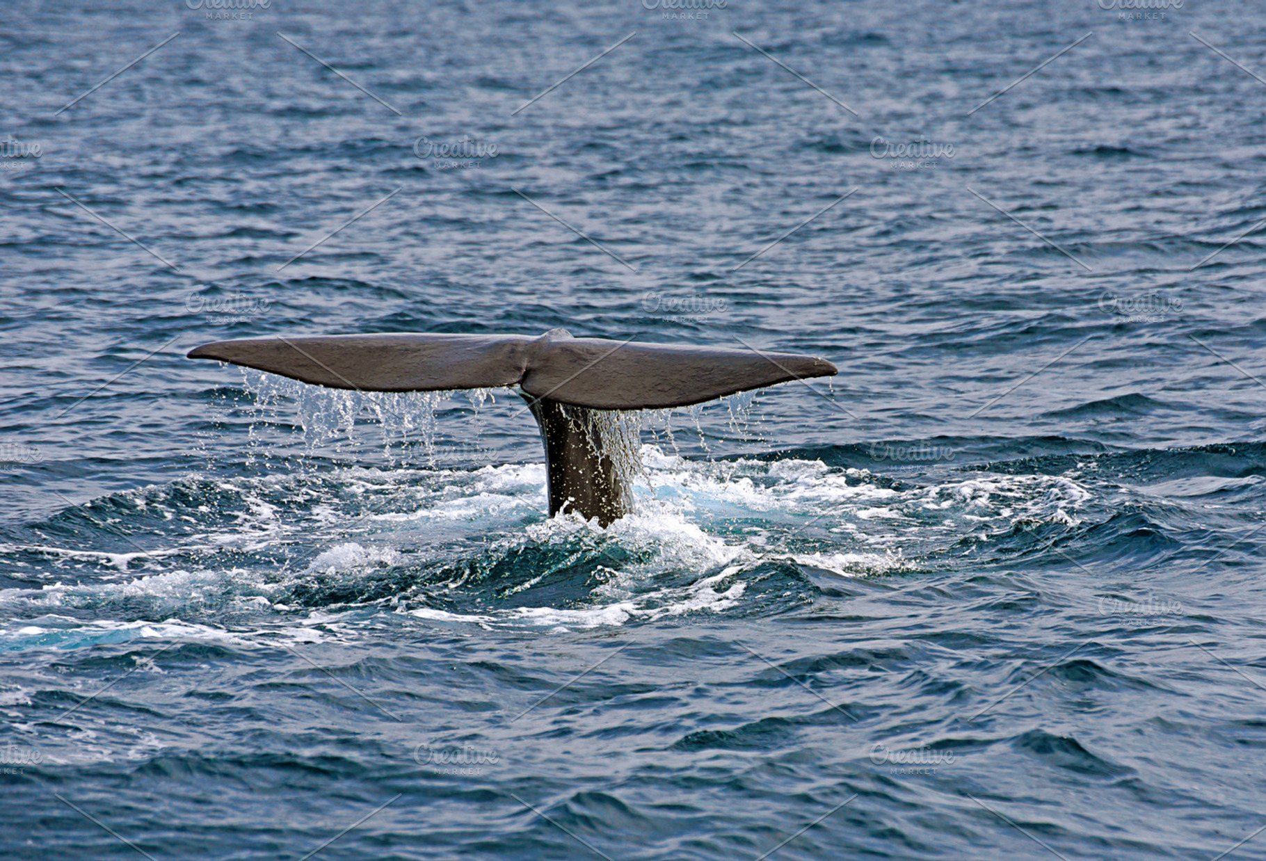 Sperm whale featuring whale, watch, and mammal, an Animal Photo by neftali77