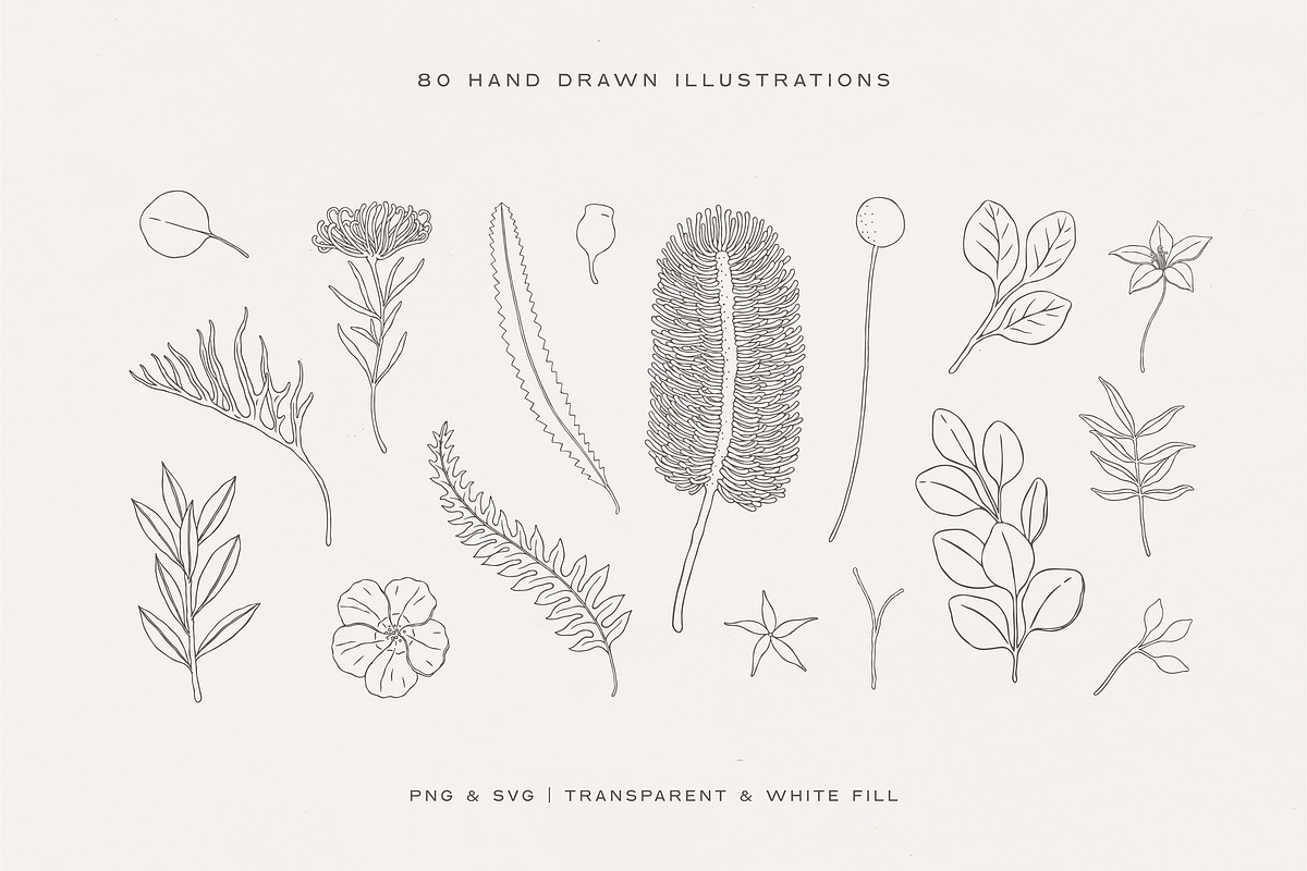 Australian Botanical Illustrations, a Decorative Illustration by rouxsupplyco (Photo 5 of 13)