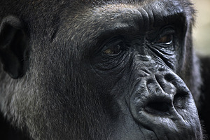 Expressive Close-Up Portrait of a We, an Animal Photo by Perpis