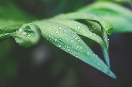 A Drop On Broccoli Leaf preview 4