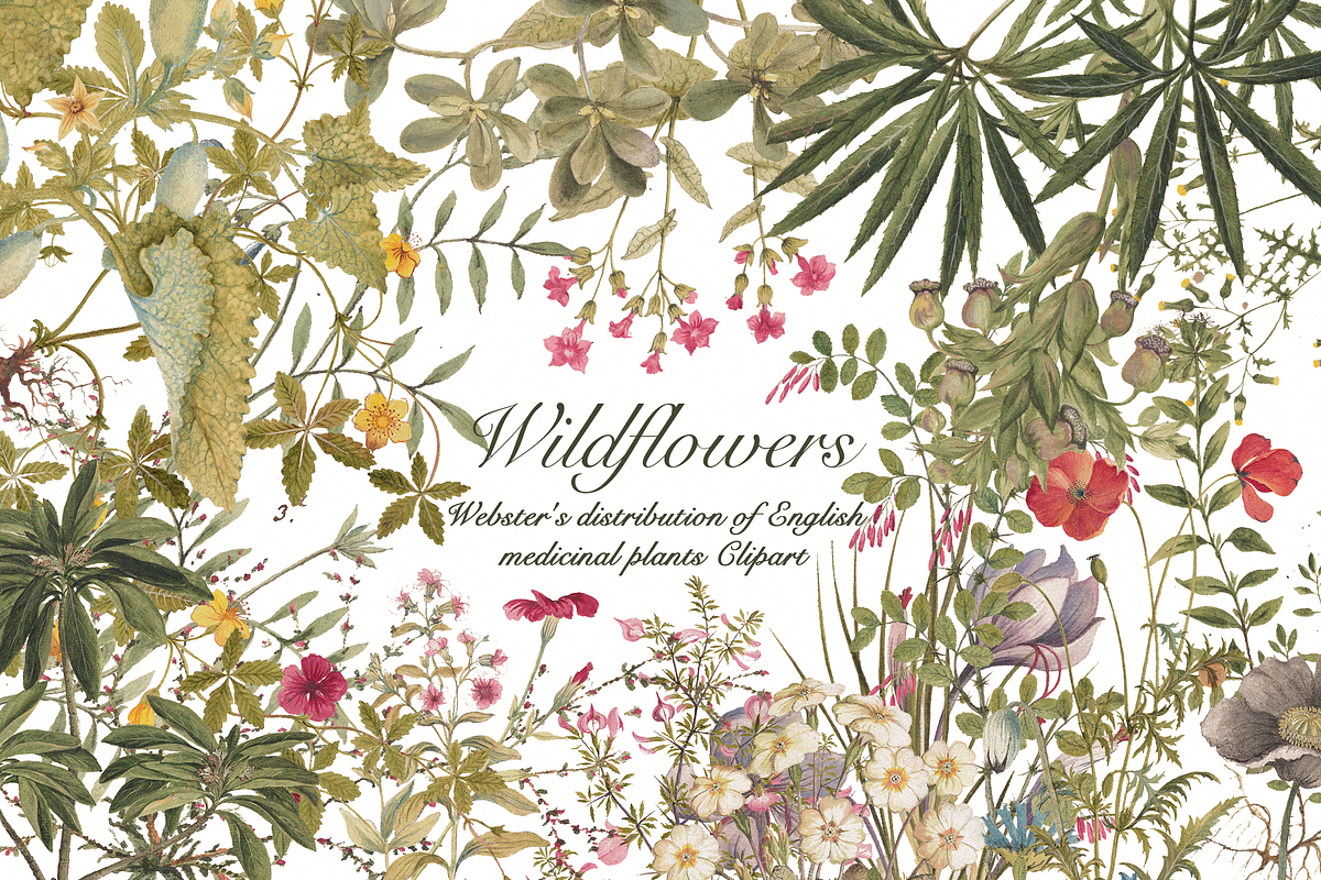 Distribution of English Plants, a Decorative Illustration by Lilithcollageart (Photo 1 of 8)