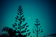 Fern & Moon, New Zealand preview 2