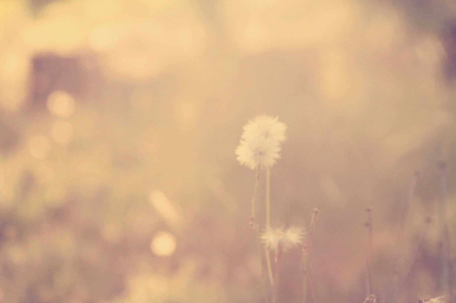Nature background containing flower, dandelion, and nature