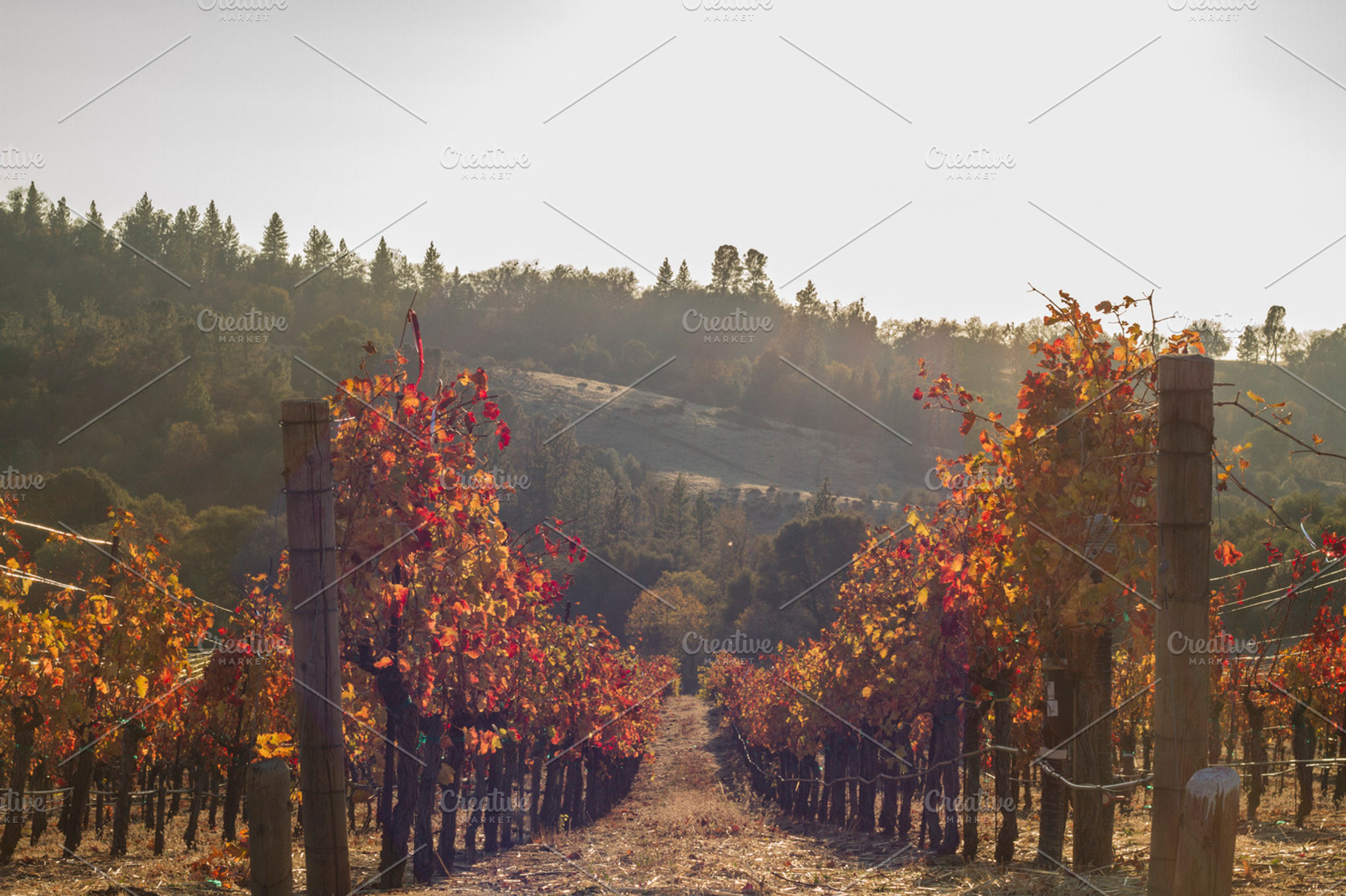 Vineyard In The Fall Stock Photo Containing Vineyard And Fall
