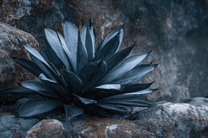 Unique plant growing among stones, a Photo by Beautiful things