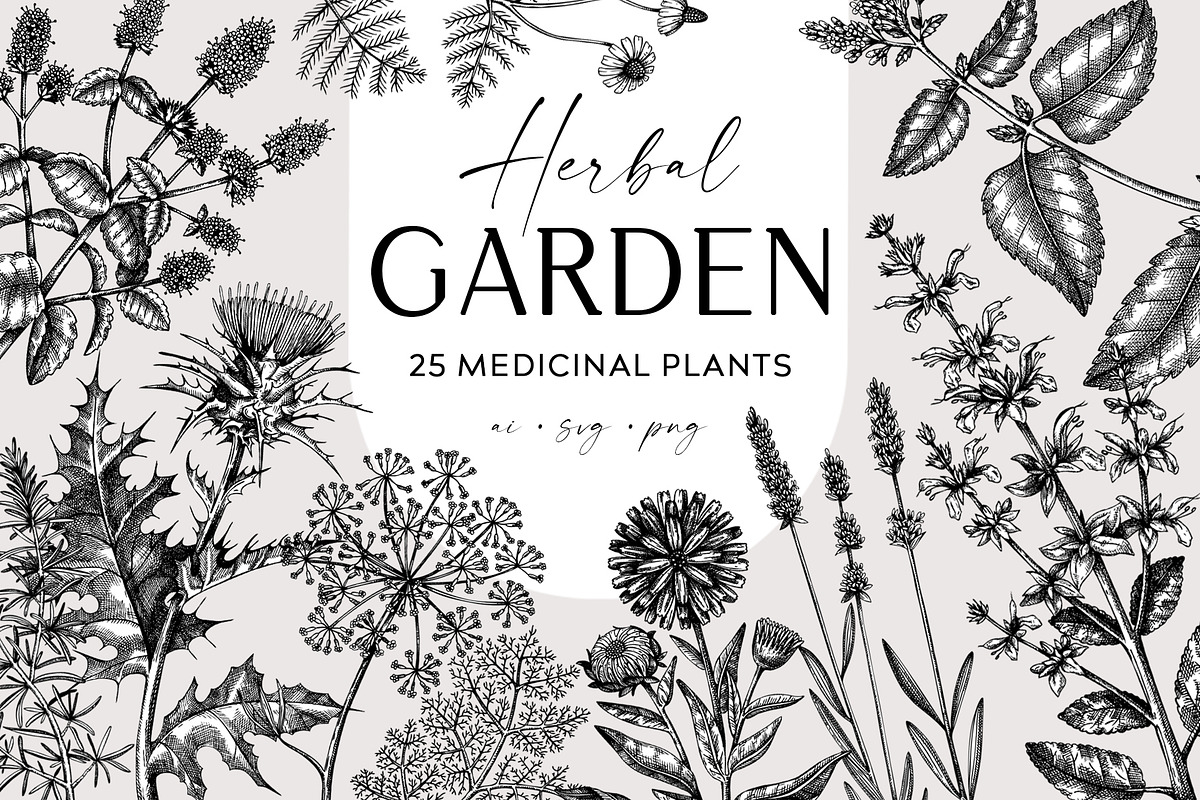 25 Medicinal Herbs Vector Collection, a Healthcare Illustration by Yevheniia (Photo 1 of 11)