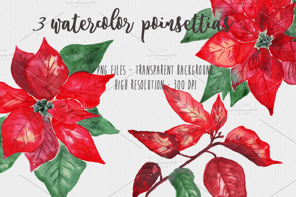 Poinsettias Flowers Christmas Set, a Decorative Illustration by MaraquelaStudio (Photo 2 of 4)