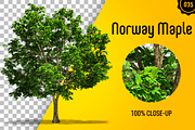 CUT OUT TREES - 60 PCS BUNDLE, a Packaging Mockup by 3DSTORE (Thumbnail 36 of 63)
