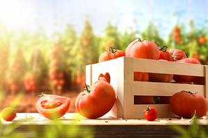 Fresh Tomatoes in Wooden Crate at Farm, a Food & Drink Photo by Davizro's Market