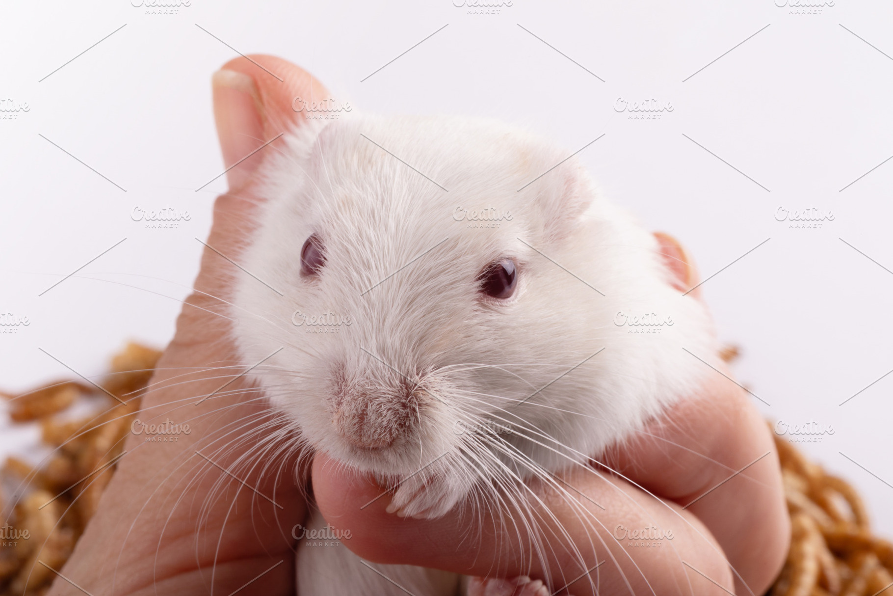 Close-up of a white hamster gently held by a hand against a whit, an Animal Photo by Ales Munt
