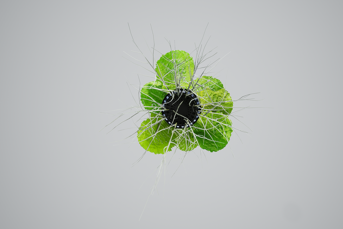 lettuce grean, a Food & Drink 3D Model by AndrewWhite (Photo 7 of 16)