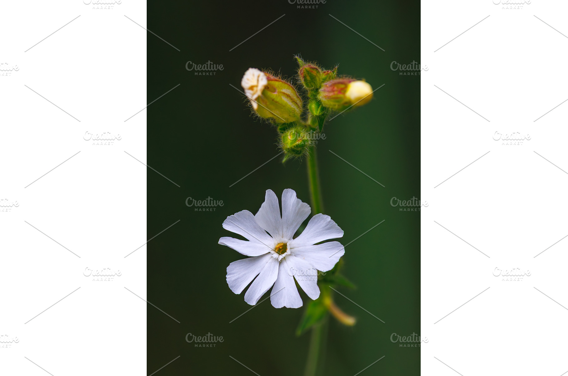 A beautifully delicate white, a Nature Photo by Lukas Jonaitis SHOP