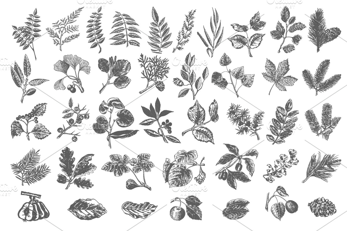 40 handsketched floral elements, a Decorative Illustration by Artha Design Studio (Photo 4 of 7)