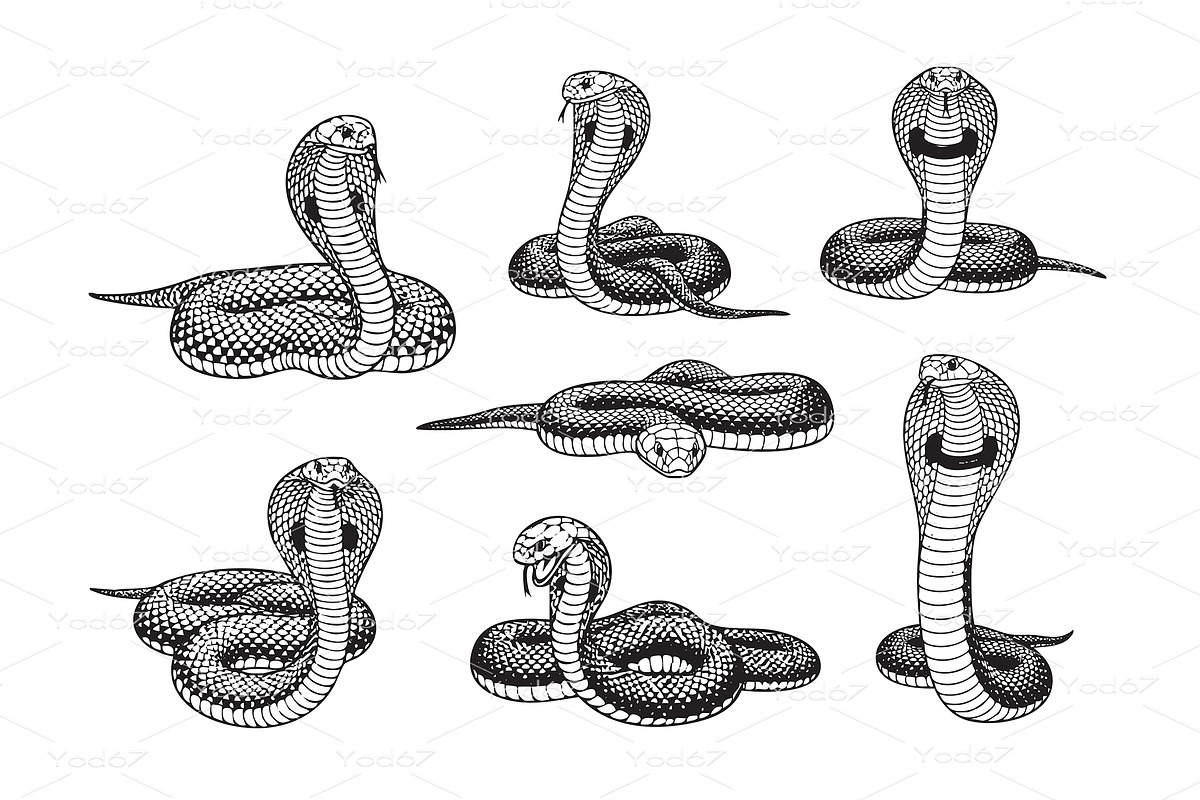Vector set of venomous cobra snakes, an Animal Illustration by yod67