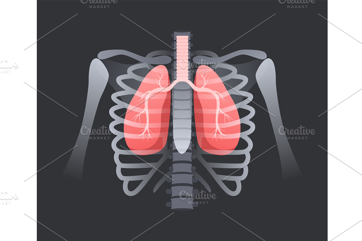 Lung in human rib cage. Respiratory, a Graphic by winwin.art