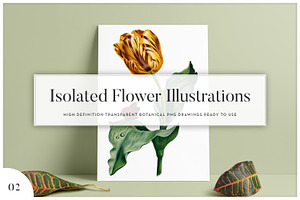 5x Isolated Flower Illustration (02)