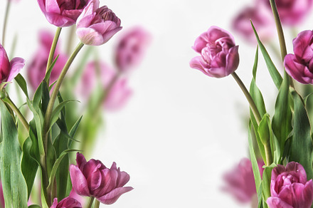 Purple tulips frame on white