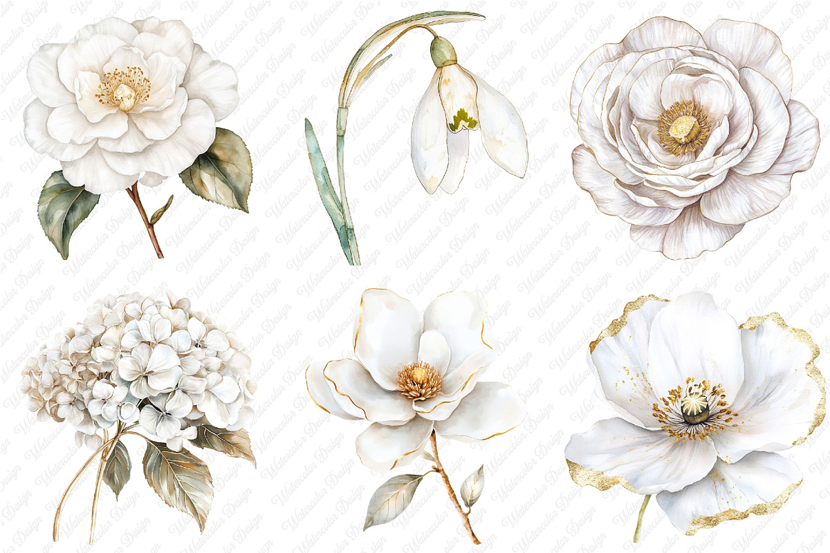 White Floral Clipart, an Illustration by Watercolor design (Photo 3 of 12)