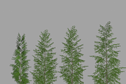 Eucalyptus tree #1, an Environmental 3D Model by AndrewWhite (Thumbnail 11 of 13)