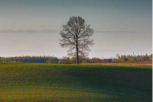 Landscape of green wavy field with a, a Background Photo by Lukas Jonaitis SHOP