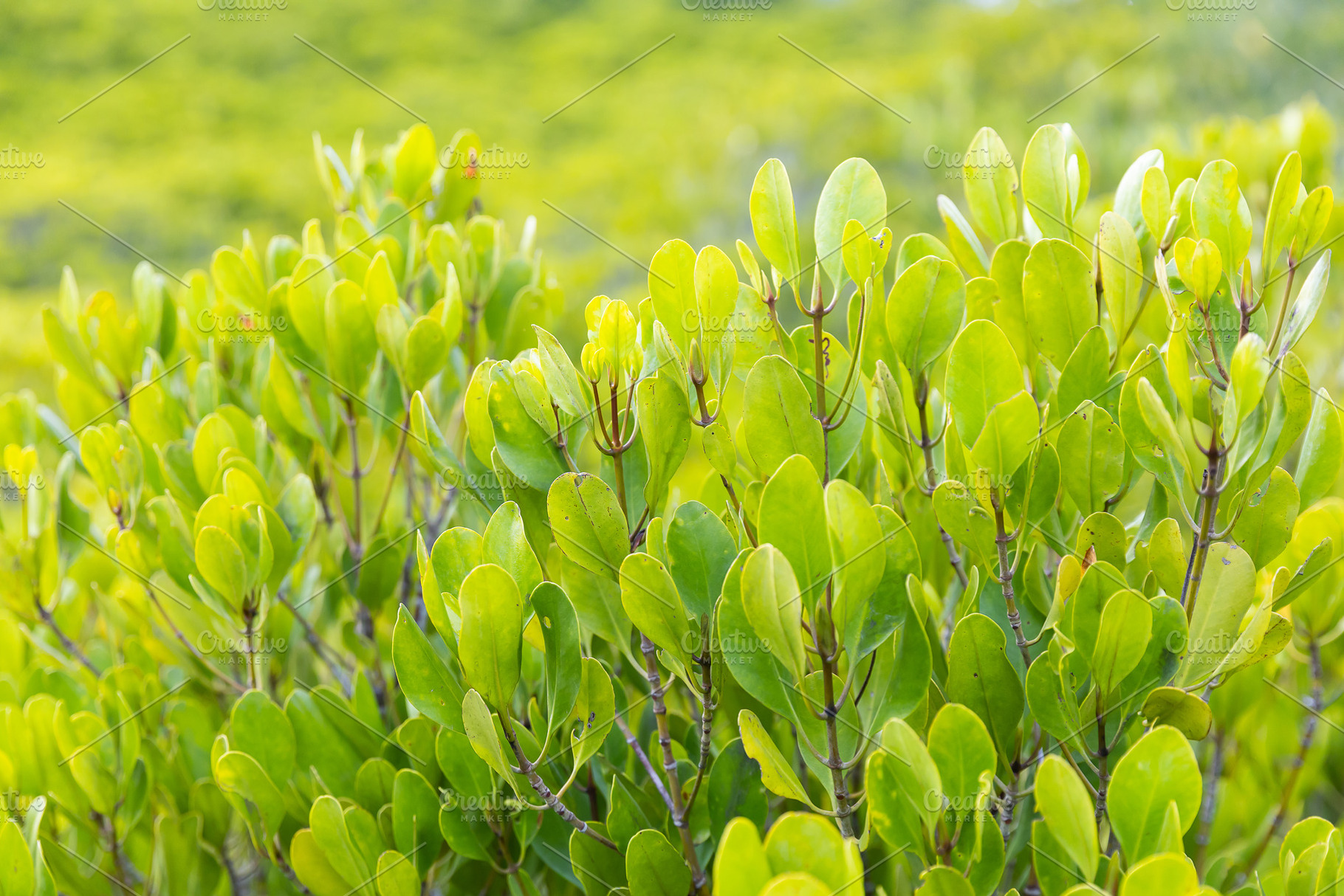 Ceriops tagal leaf, a Nature Photo by Smith Chetanachan