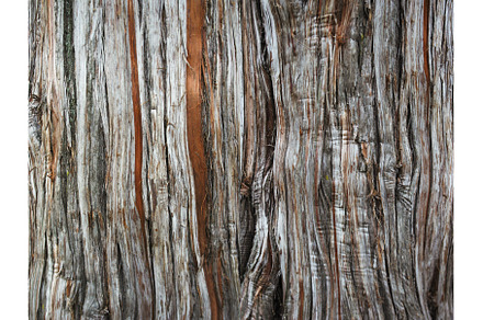 tree bark as a background close-up, a Background Photo by NataPhoto