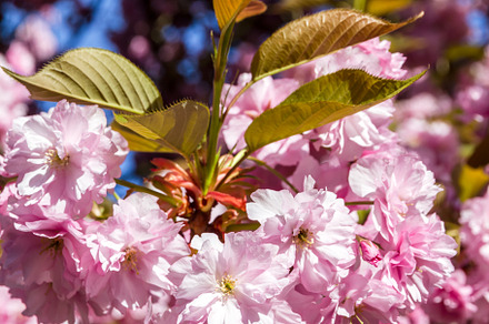 Japanese cherry blossom in spring. Macro view, a Nature Photo by GoodGoods
