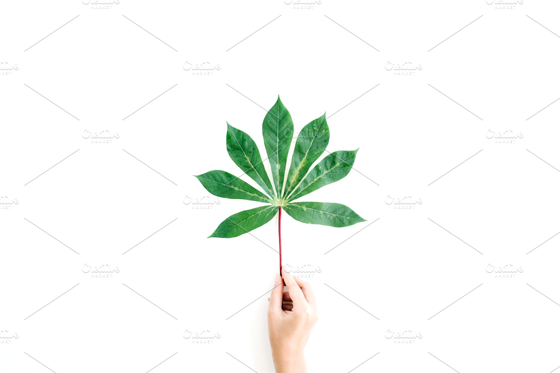 Palm leaf containing palm, exotic, and holding, a Nature Photo by Floral Deco