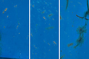 Blue rusted metal textures, a Texture Graphic by The Shop (Thumbnail 2 of 30)