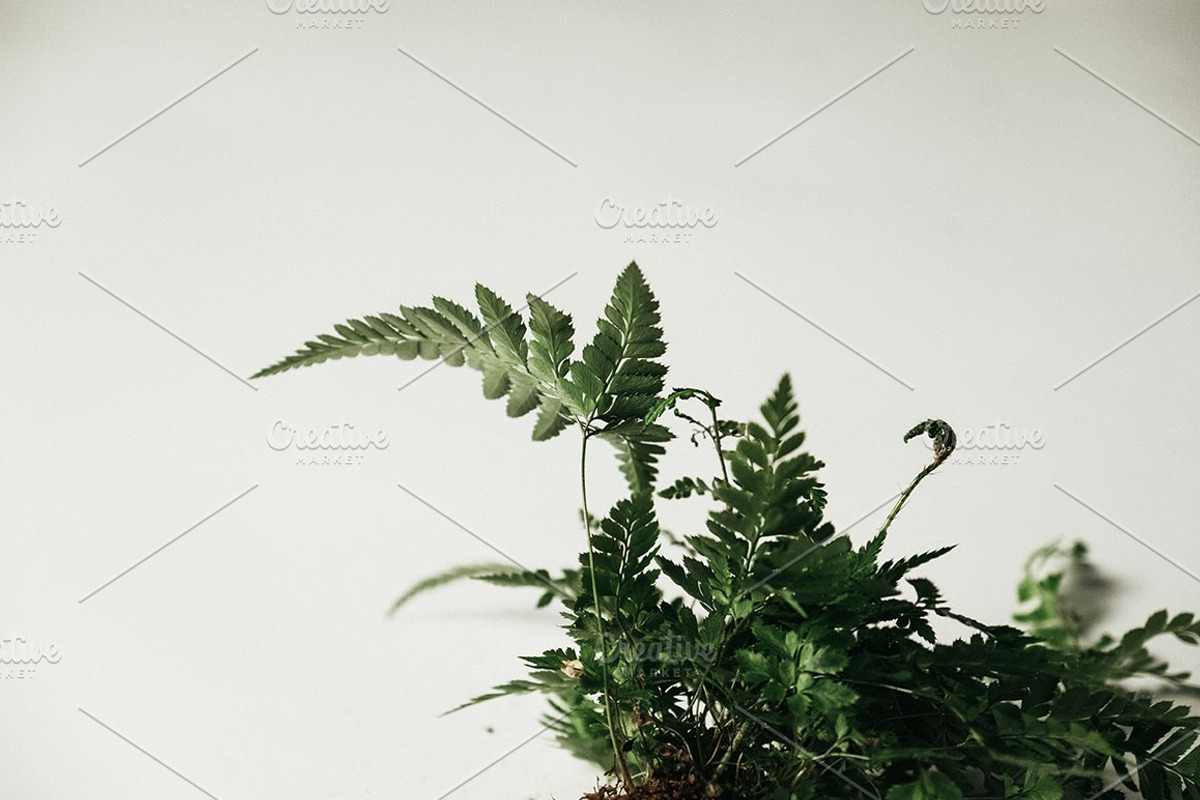 Plants & Roots Photo Pack, a Nature Photo by Matt Jones (Photo 5 of 5)