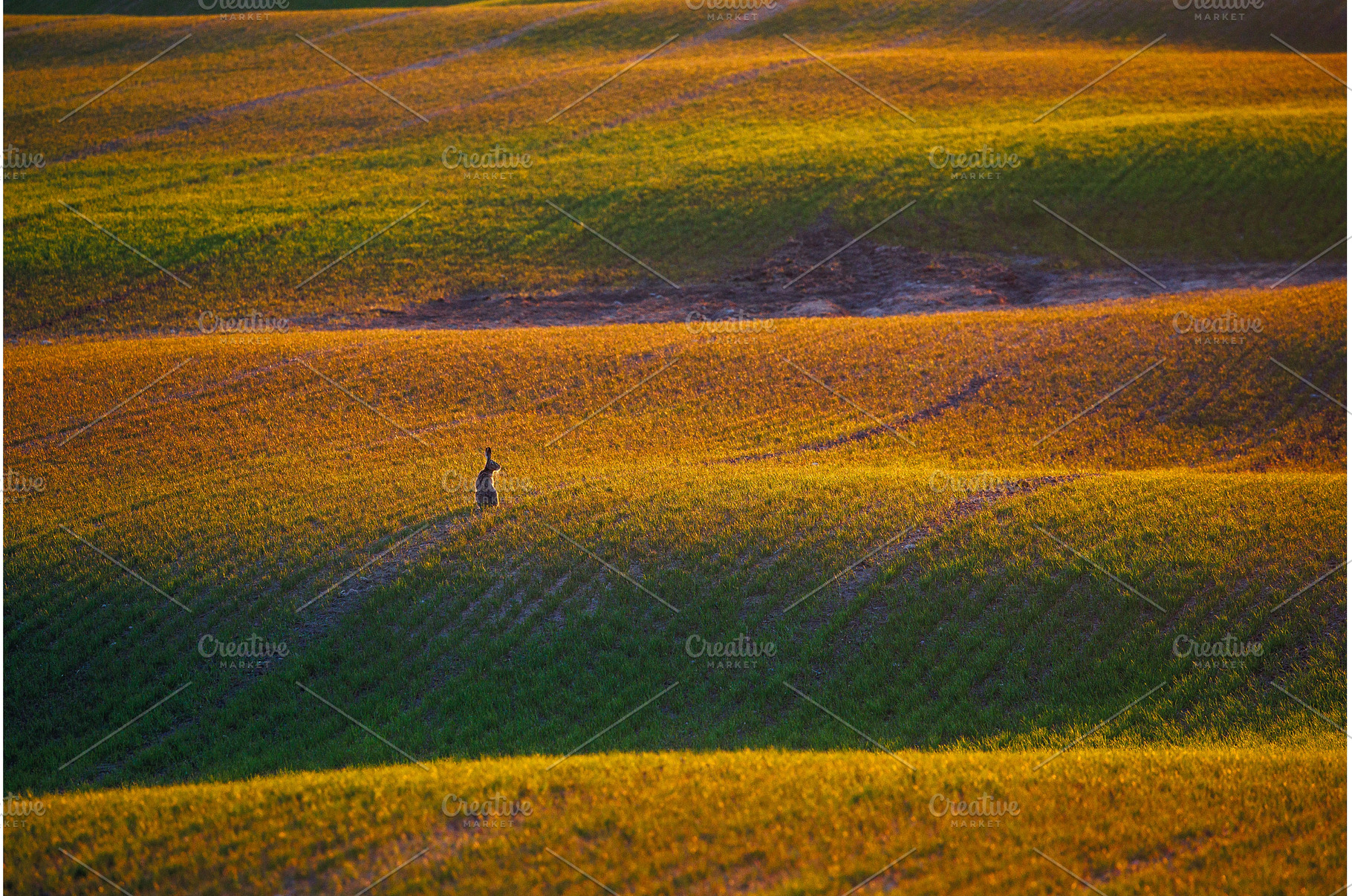 Rabbit in the tall grass in the, an Animal Photo by Lukas Jonaitis SHOP