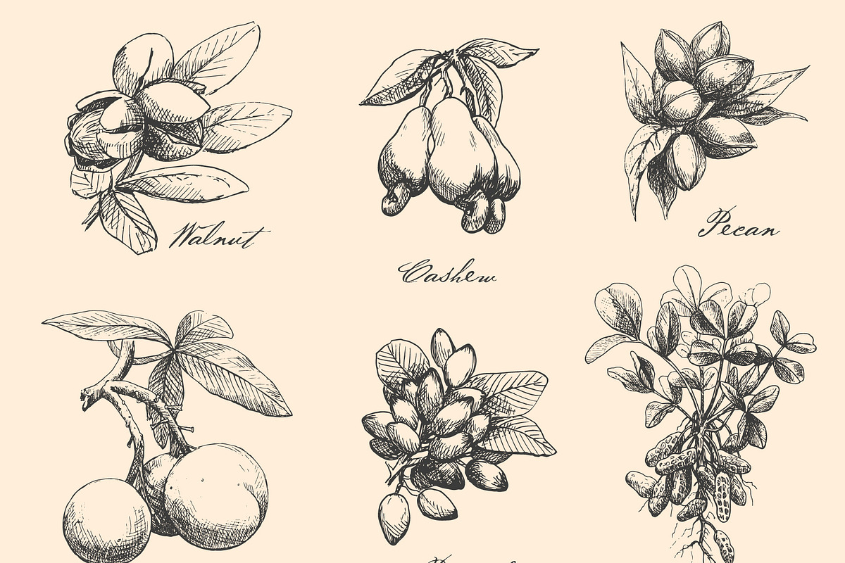 Hand Drawn Nuts set Vector, a Food Illustration by ON_lineart_store (Photo 3 of 11)
