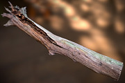 Dead Tree, an Environmental 3D Model by Beatheart Creative Studio (Thumbnail 2 of 15)
