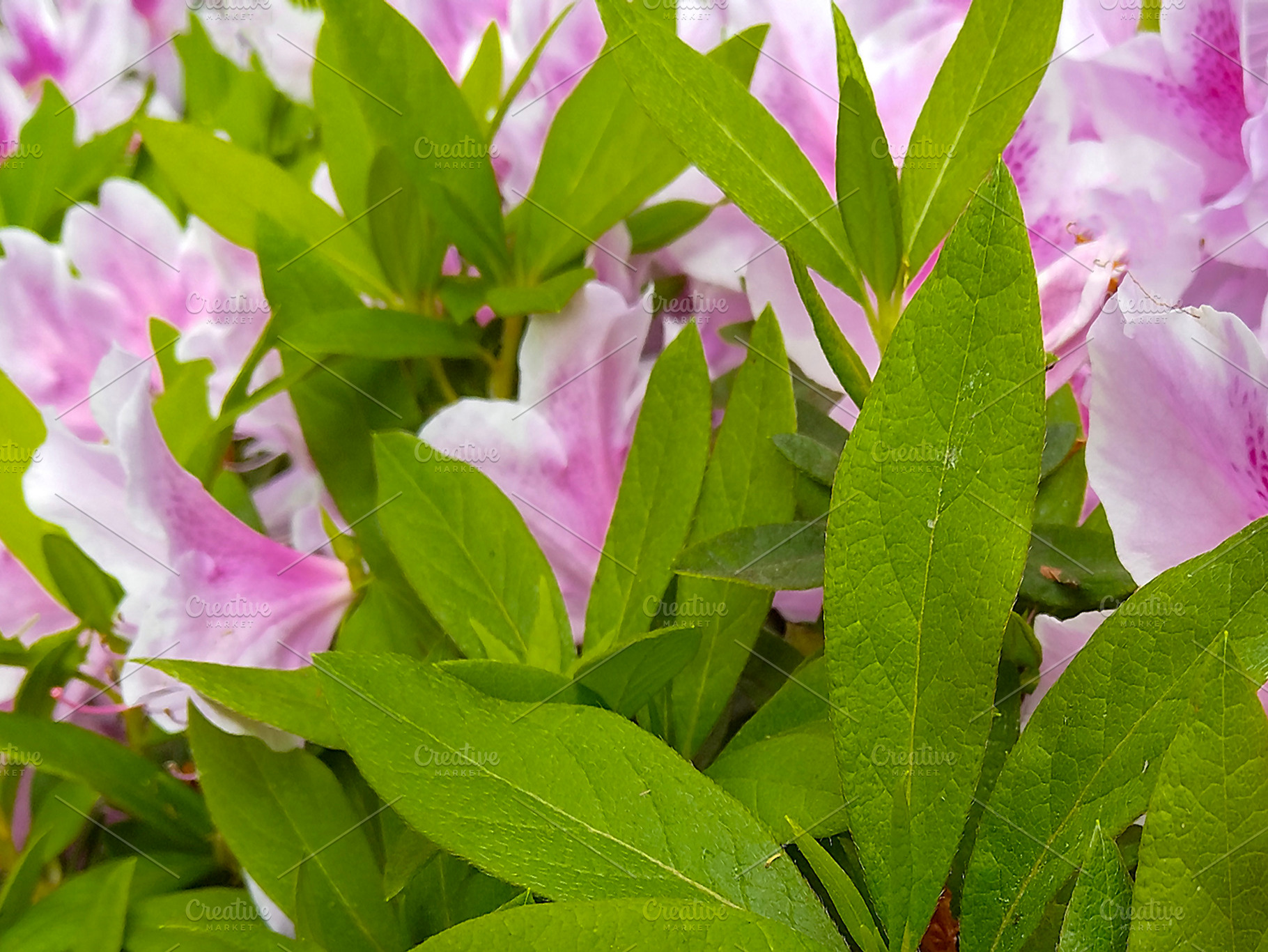 Azalea flowers and green leaves in full bloom, a Nature Photo by DanFLCreativo