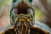 236 surprised animals, an Animal Photo by Handmadefont (Thumbnail 216 of 241)