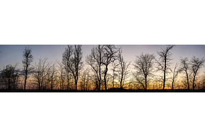 Silhouettes of trees at sunset