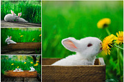Spring Rabbits Stock Photo Bundle, a Social Media Template by Elijah (Thumbnail 2 of 5)